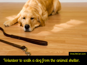 Mindful Act of Kindness - Volunteer to Walk a Dog from the Animal Shelter